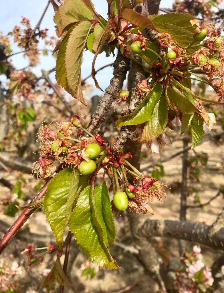 Cherries